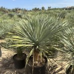 Juka (Yucca Rostrata) - výška 100-120 cm, výška kmeňa: 40/50 cm (-22°C) 